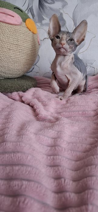 Донской сфинкс котята