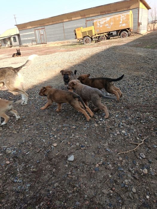 Щенки   (метисы)