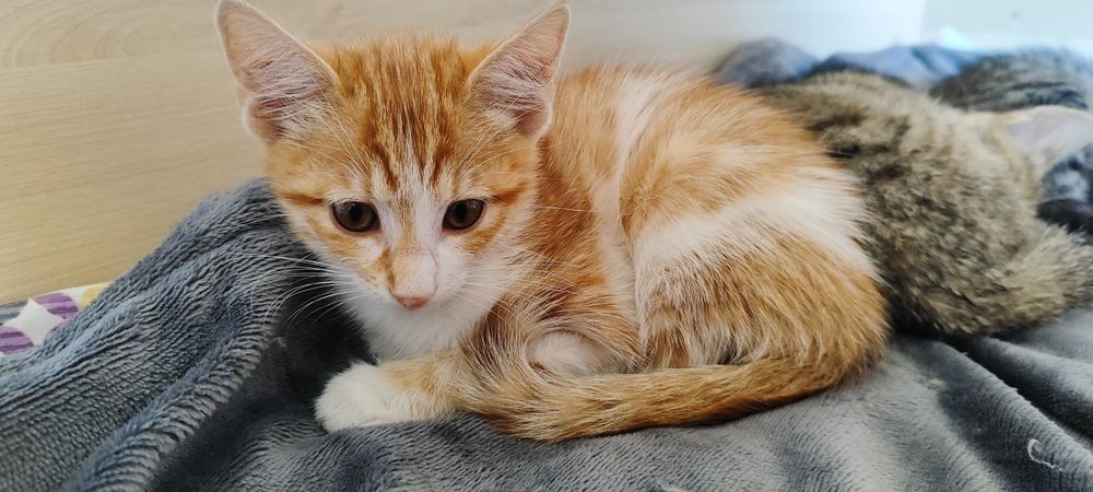 Подарявам 3 Котета