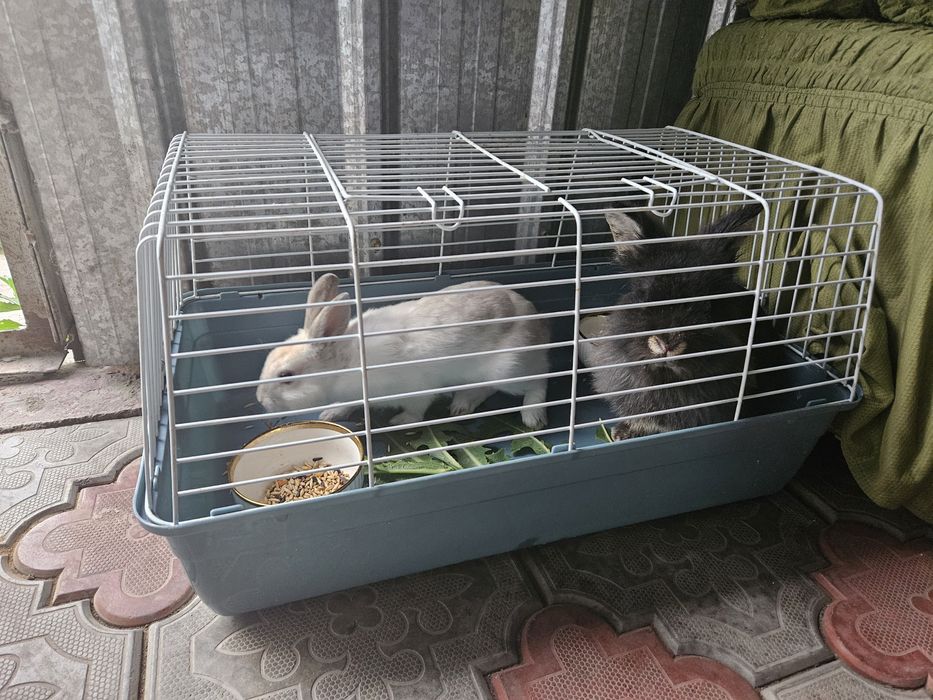 Продам кроликов с клеткой