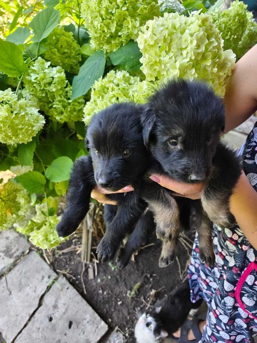 Продам щенков немецкой овчарки.