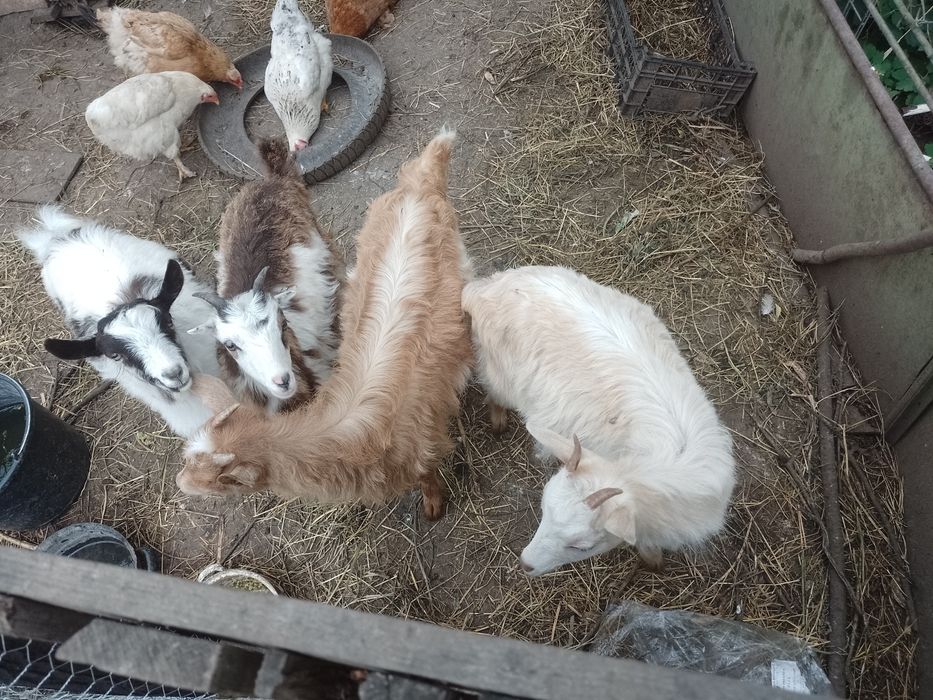 de vânzare 3 ieduțe și un  ied