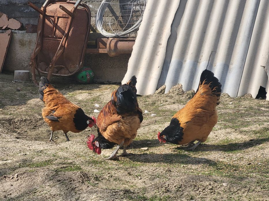 Куры породы форверк