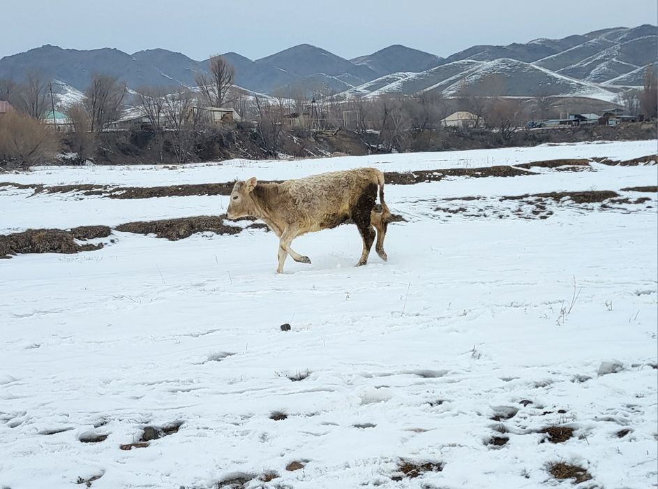 Екі тайынша сатылады