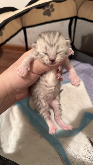 Шотландские котята