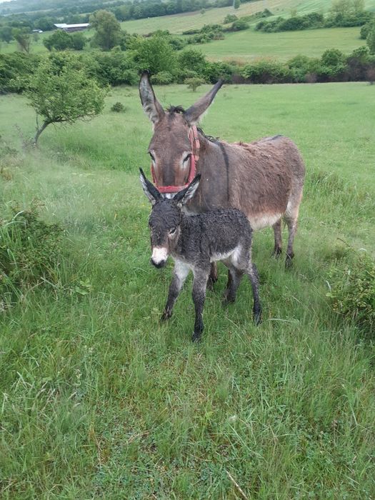 vând o pereche de măgari