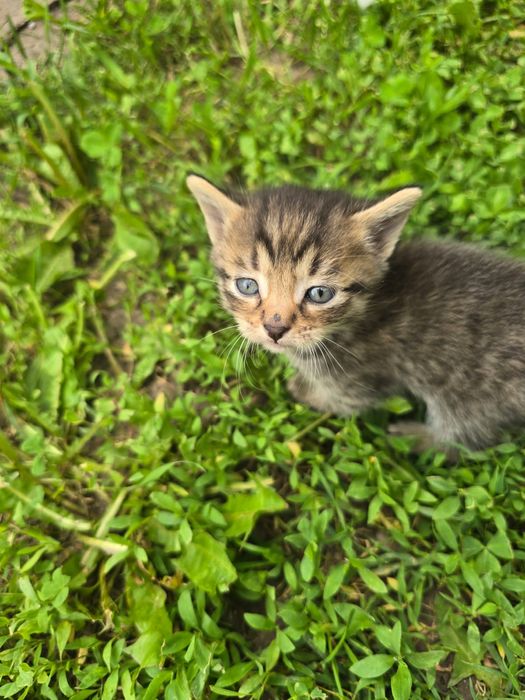 Отдам котят в добрые руки