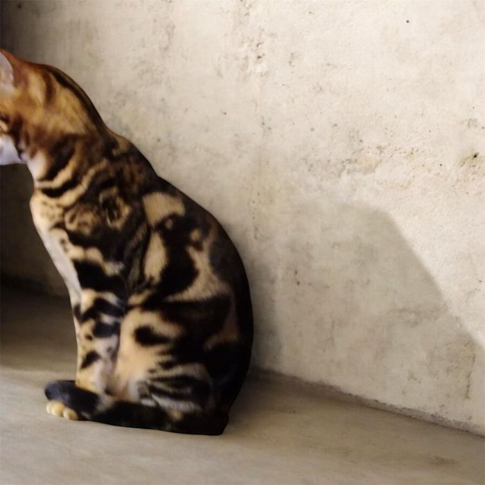 Бенгалски котета  8 седмични