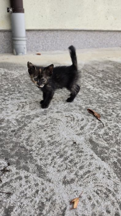 Donez pui pisica, pisicute calico