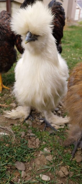 Vând pui de matase  japoneza sau schimb cu windote