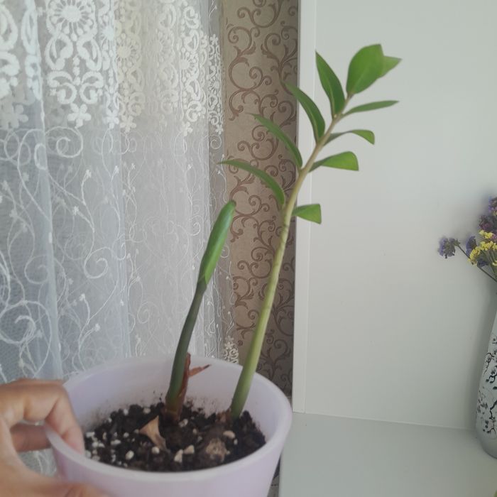 Продам не дорого
