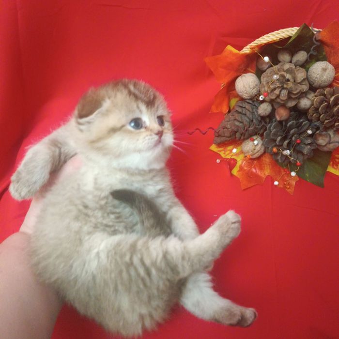 Скотиш фолд вислоухая золотая шиншилла