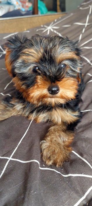Yorkshire Terrier Gold