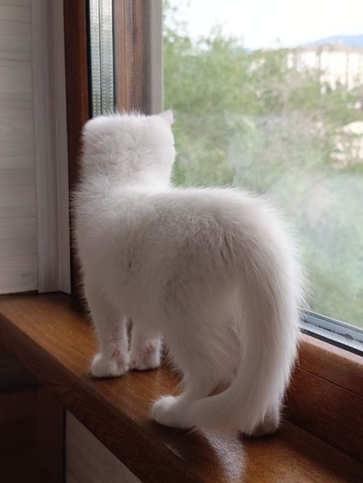 Ищу дом для котиков