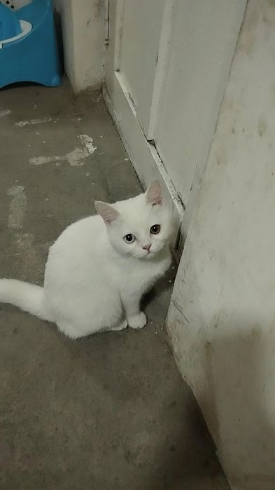 Потерялся. Yoqolib qoldi