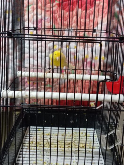 Продаю канарейки.