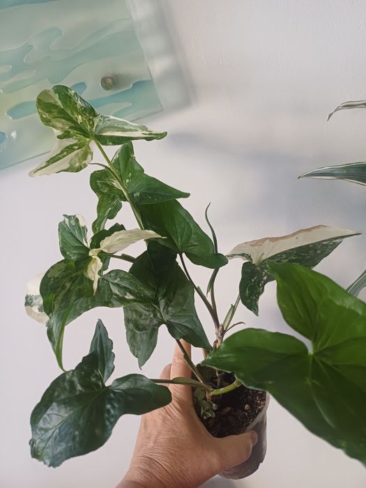 Сингониум Империал Вайт, 3 куста