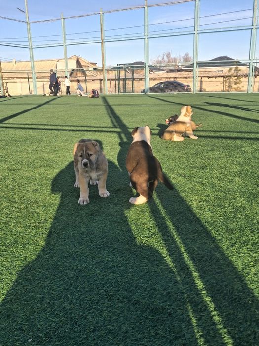 Щенки Алабая средниазиат