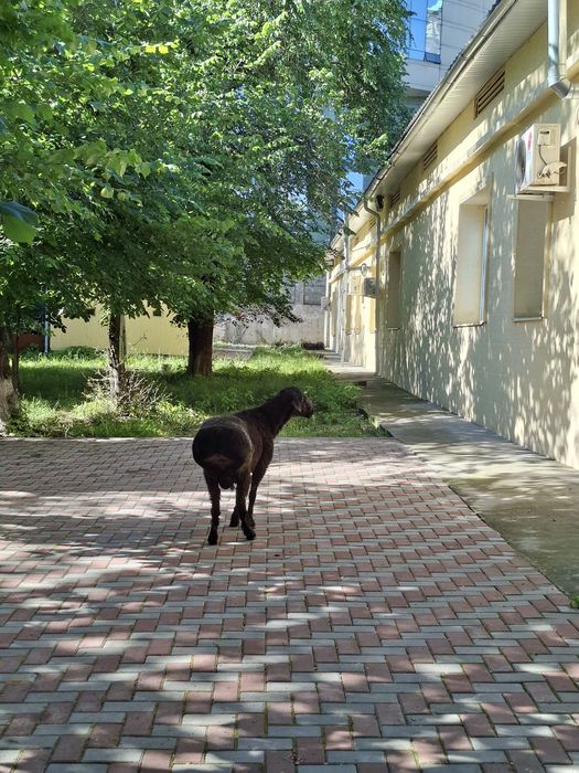 таза Гиссар қошқары сатылады