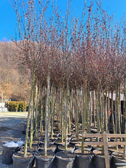 Mesteacan Tei Frasin Stejar Catalpa Liliac etc