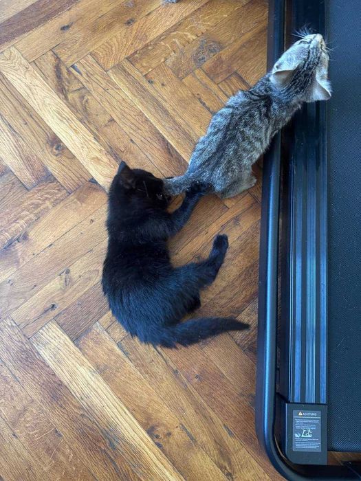 котки котки котки
