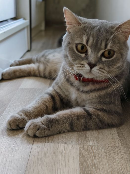 Продам кошку scottish strike  50$