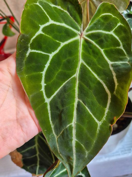 Комнатные цветы недорого