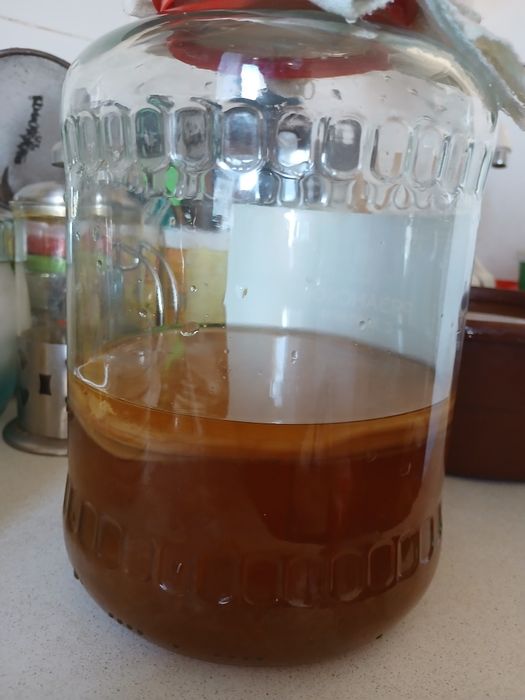 Kombucha (SCOBY / Чайный гриб / choy qo'ziqorini)