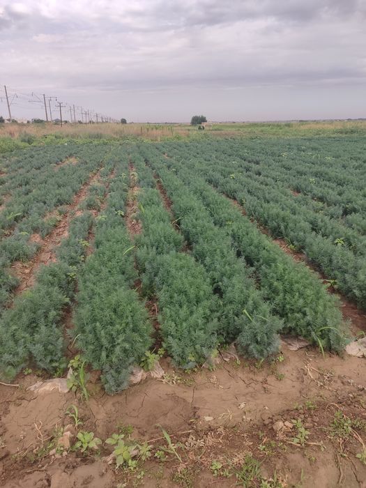 зелен укроп сатылады