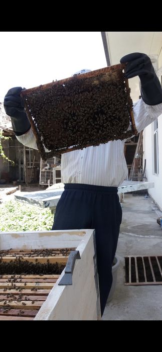 Asal ramkalar va tabiiy asal