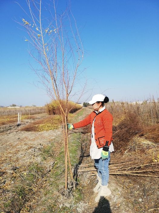 Qayrag'och, Gujum, Кайрагоч, Гужум