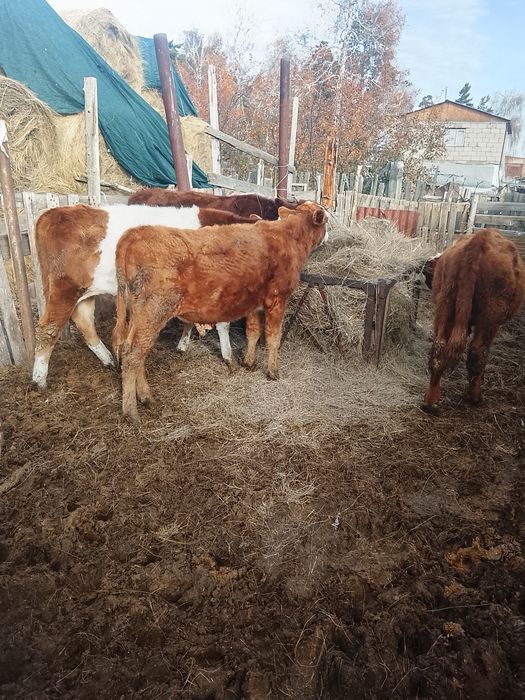 Бычки на доращивание