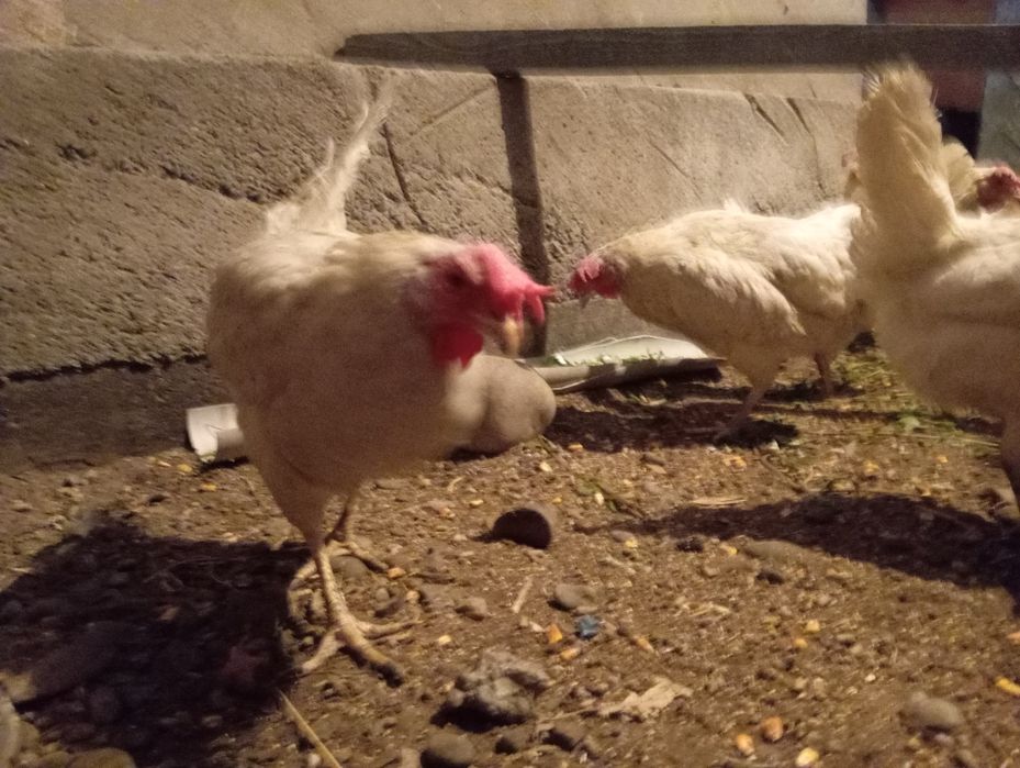 Курицы нисушки хорошие