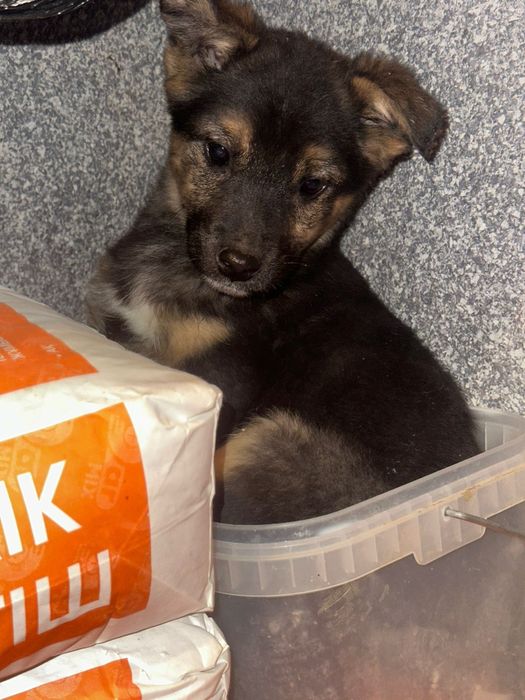 Пристраиваются в добрые руки