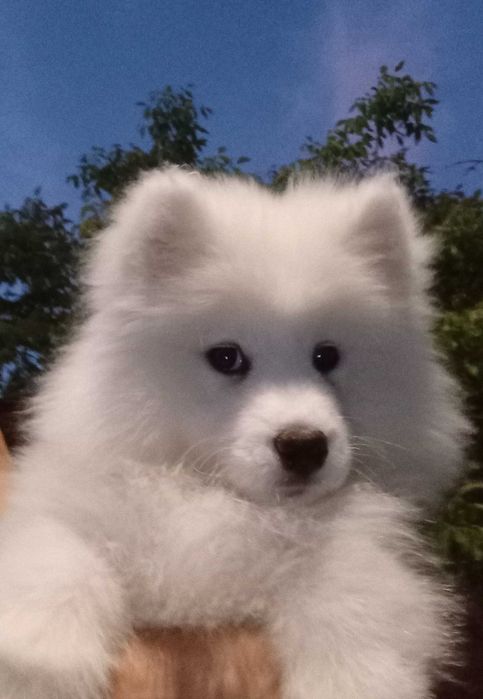 Fetiță samoyed, pedigree A ,FCI