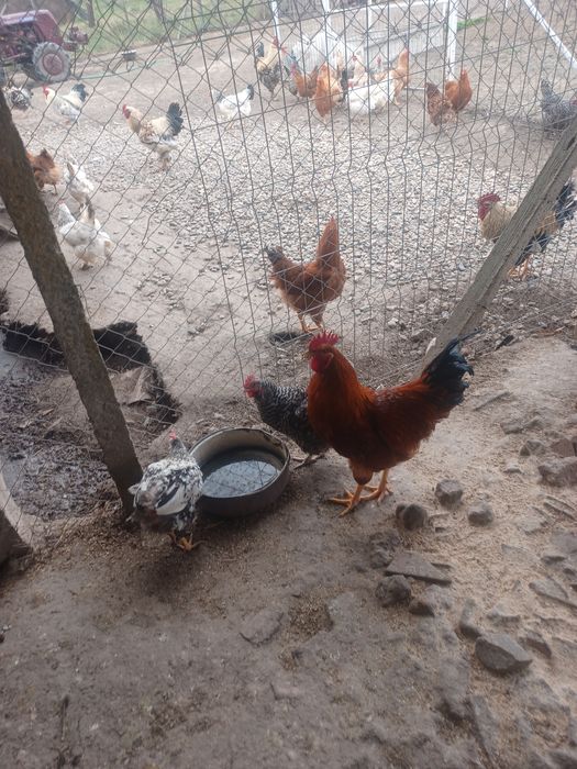 Vand pui de gaina de casa rasa mixta de 10 zile