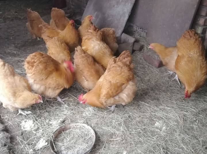 Продавам яйца и птиците Кохинг стандарт. Жълт Орпигтон. Брама