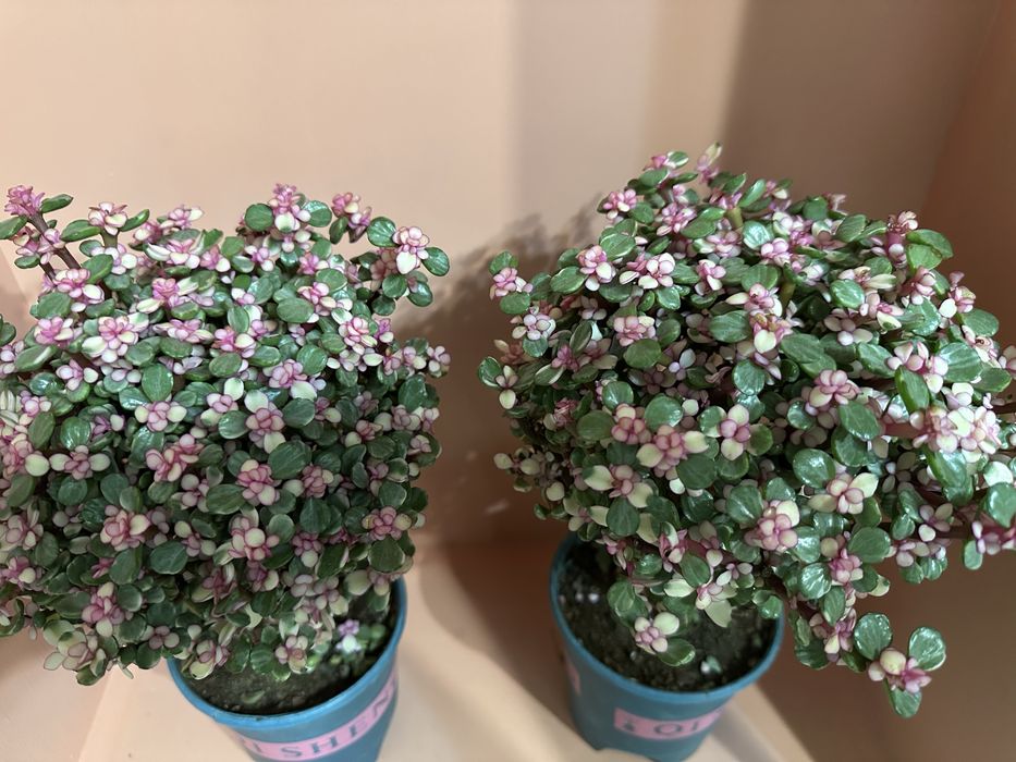 Комнатные цветы