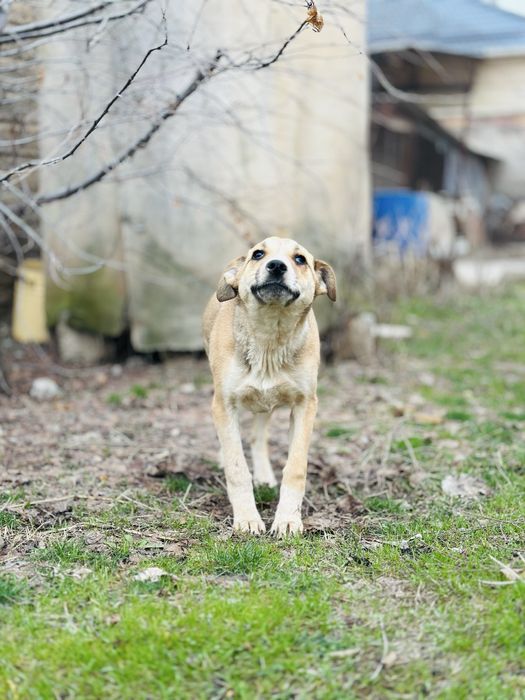 Звоночек девочка ищет семью