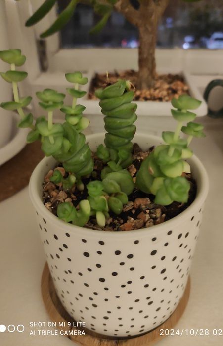 Продам суккуленты(укоренённые отростки)