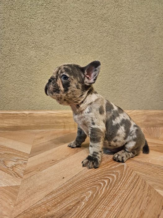 Френски булдог момченце