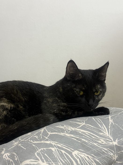 отдам кошку в добрые руки