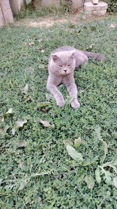 Скотч страйт котята
