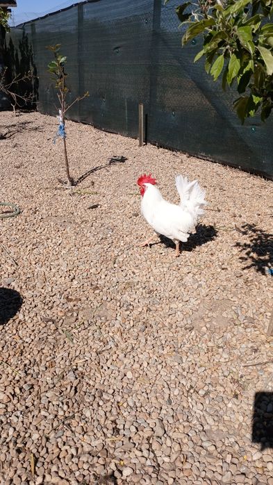 Cocoșei leghorn din 07 martie, italian, ameraucana