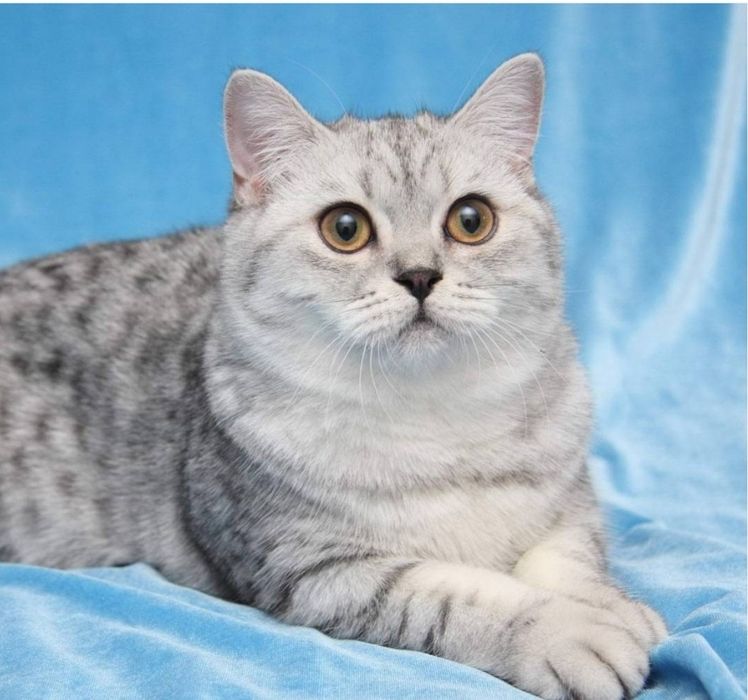 Отдам кота бесплатно