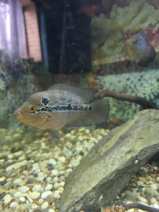 Отдам даром мальков фловер хорна