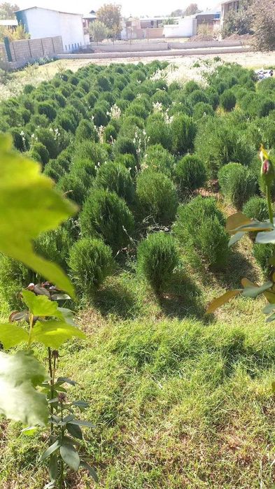 Туя навли арчалар