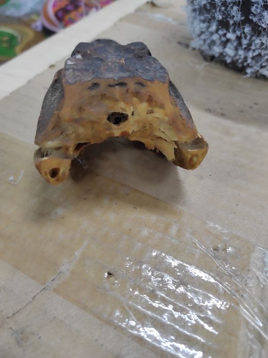 Чучело крокодила