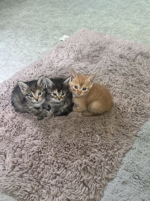 Котята. Прилучины к лотку и корму ,