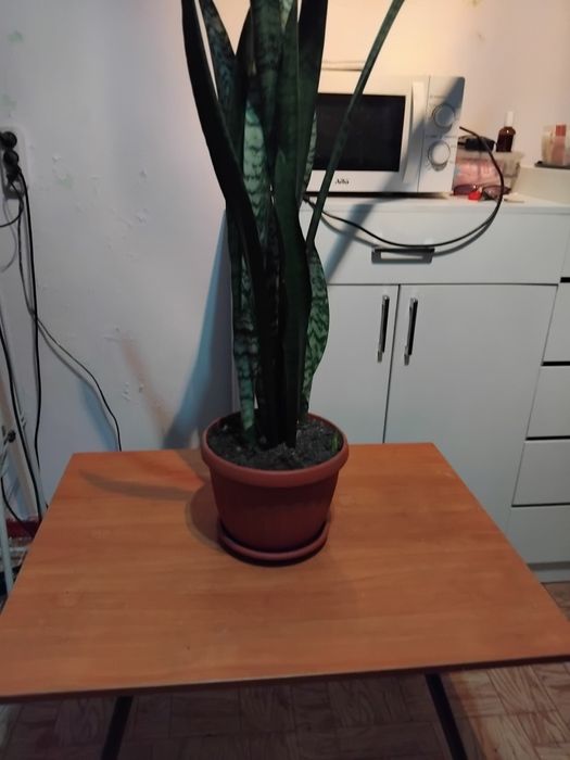 Продам комнатный цветок.